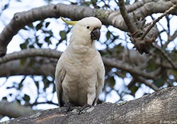 Sulphur-crested Cockatoo 18 - Cacatua galerita