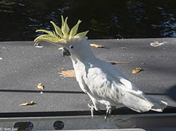 Sulphur-crested Cockatoo 3 - Cacatua galerita