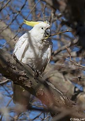Sulphur-crested Cockatoo 5 - Cacatua galerita