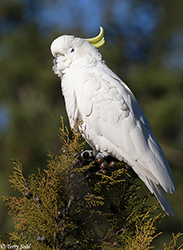 Sulphur-crested Cockatoo 4 - Cacatua galerita