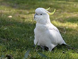 Sulphur-crested Cockatoo 11 - Cacatua galerita