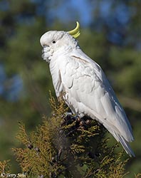 Sulphur-crested Cockatoo 13 - Cacatua galerita