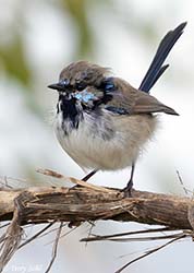 Superb Fairy-wren 2  - Malurus cyaneus