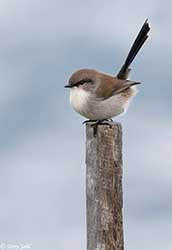Superb Fairy-wren 3 - Malurus cyaneus