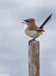 Superb Fairy-wren 4 - Malurus cyaneus