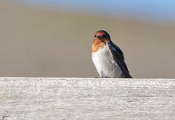 Welcome Swallow - Hirundo neoxena