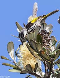 White-cheeked Honeyeater 2 - Phylidonyris niger