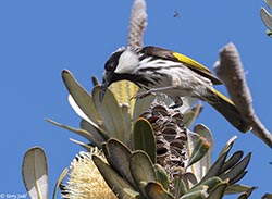 White-cheeked Honeyeater 3 - Phylidonyris niger