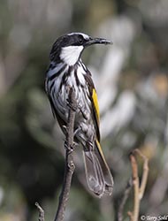 White-cheeked Honeyeater 4 - Phylidonyris niger