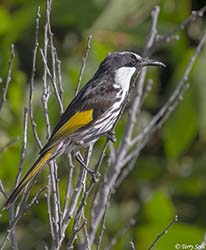 White-cheeked Honeyeater 5 - Phylidonyris niger