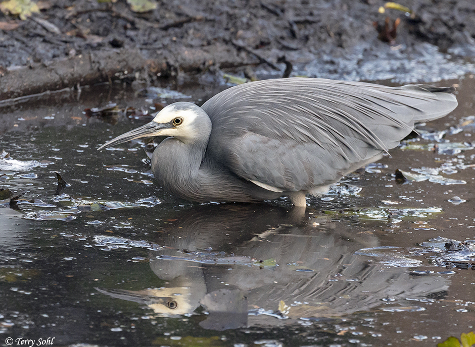 White-faced Heron - Egretta novaehollandiae