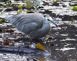 White-faced Heron 3 - Egretta novaehollandiae