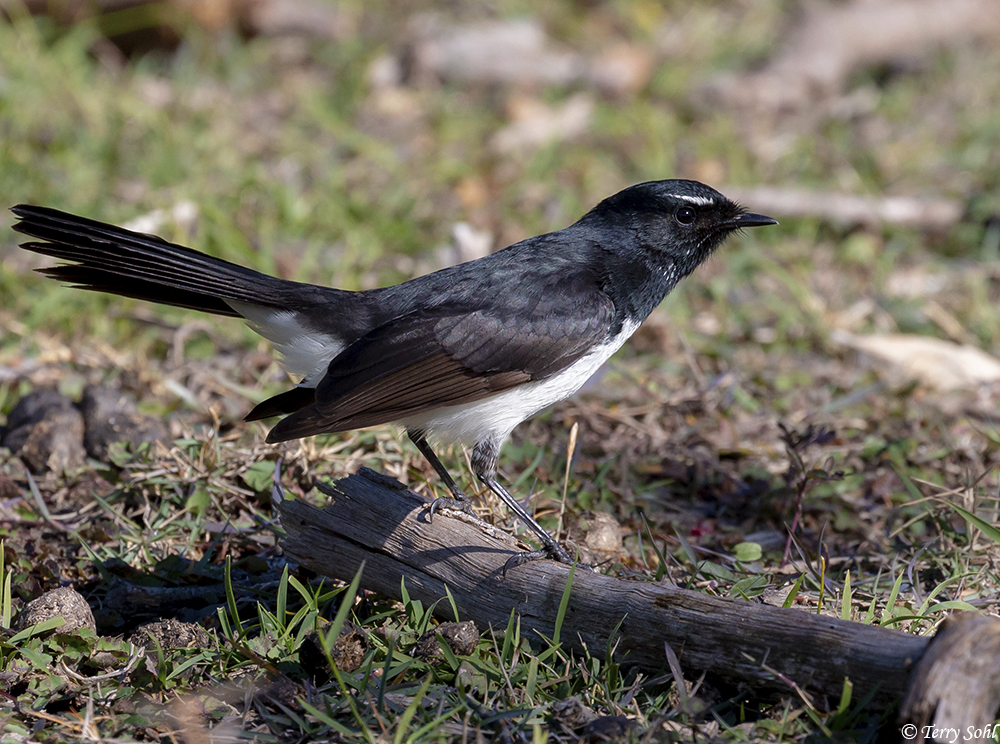 Willie Wagtail - Rhipidura leucophrys