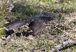 Willie Wagtail 2 - Rhipidura leucophrys