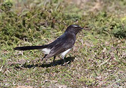 Willie Wagtail 3 - Rhipidura leucophrys