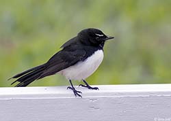 Willie Wagtail 4 - Rhipidura leucophrys