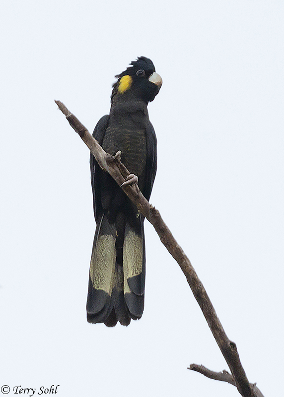 Yellow-tailed Black Cockatoo - Calyptorhynchus funereus