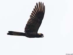 Yellow-tailed Black Cockatoo 2 - Calyptorhynchus funereus