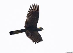 Yellow-tailed Black Cockatoo 3 - Calyptorhynchus funereus