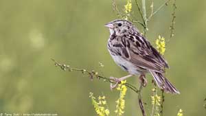 Baird's Sparrow - Screen Background