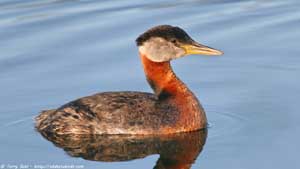 Red-necked Grebe - Screen Background