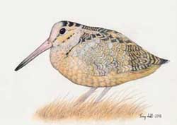 American Woodcock - Scolopax minor (Drawing)