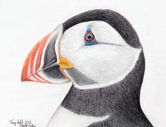 Atlantic Puffin - Drawing by Terry Sohl