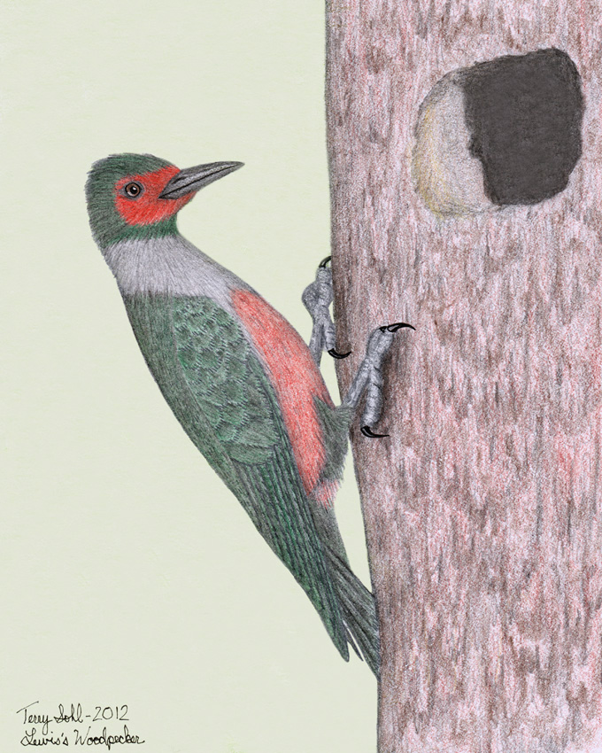 Lewis's Woodpecker Drawing by Terry Sohl