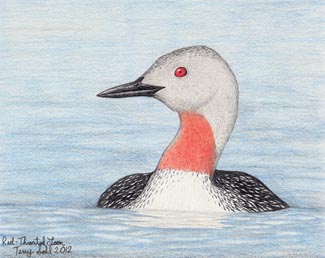 Red-throated Loon - Drawing by Terry Sohl