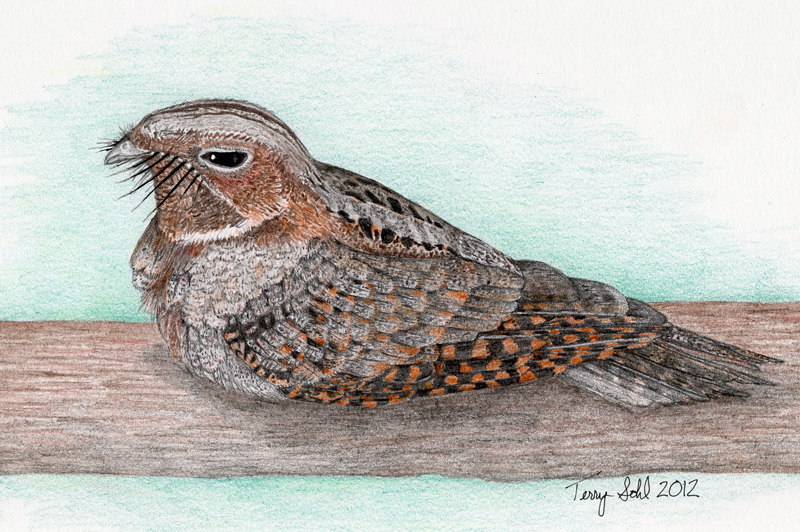 Whip-poor-will Drawing - By Terry Sohl