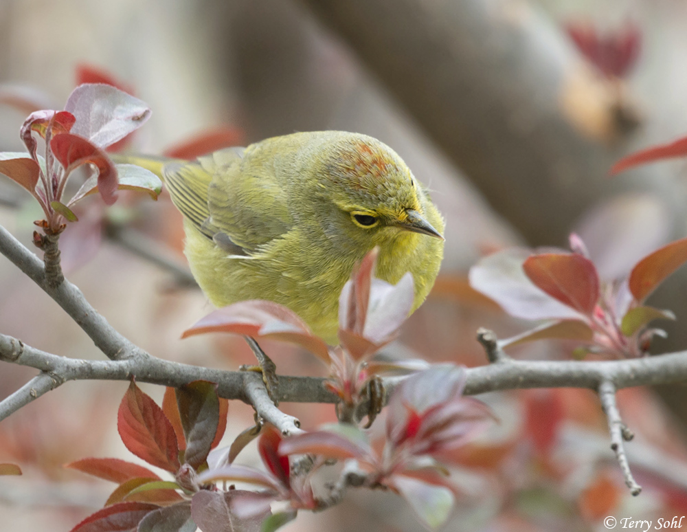 Orange-crowned Warbler - Vermivora celata