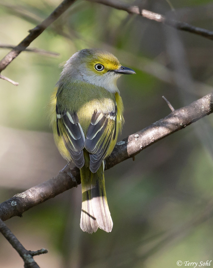 White-eyed Vireo -Vireo griseus