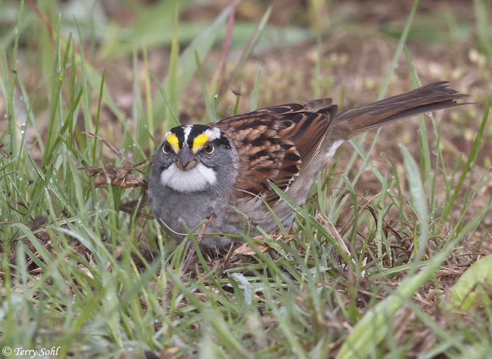 White-throated Sparrow - Zonotrichia albicollis