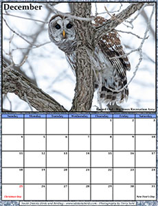 Free December 2022 Calendar - Barred Owl
