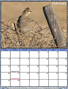 Free February 2022 Calendar - Greater Prairie Chicken