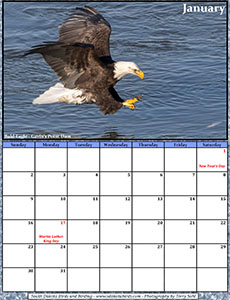 Free January 2022 Calendar - Bald Eagle