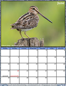 Free June 2022 Calendar - Wilson's Snipe