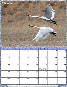 Free March 2022 Calendar - Trumpeter Swan