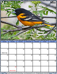 Free May 2022 Calendar - Baltimore Oriole