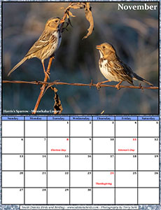 Free November 2022 Calendar - Harris's Sparrow