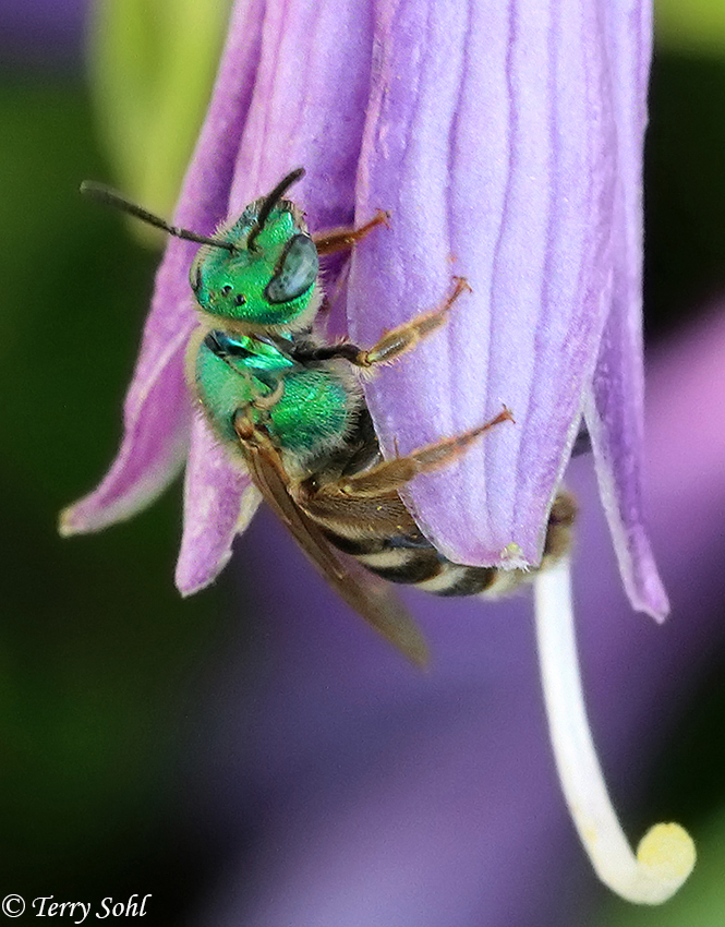 Bicolored Striped Sweat Bee Agepostemon virescens Photograph