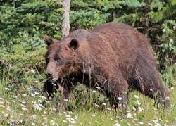 Grizzly Bear - Ursus arctos