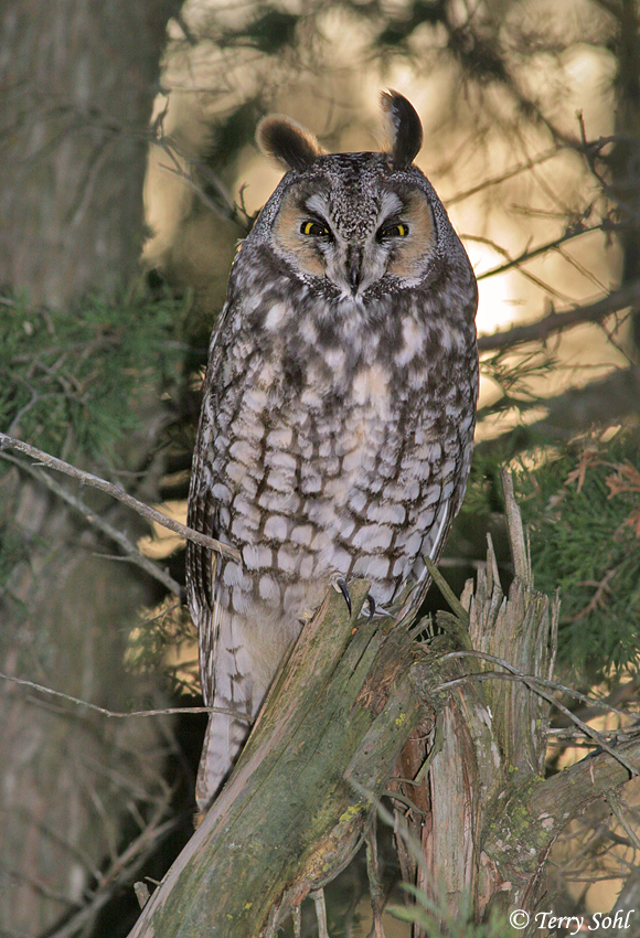 Long-eared Owl - Asio otus
