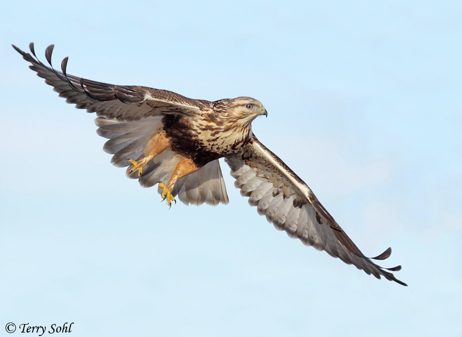 Rough-legged Hawk - Buteo lagopus