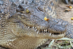 Saltwater Crocodile - Crocodylus porosus