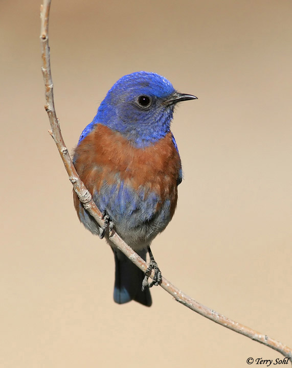Western Bluebird - Sialia mexicana