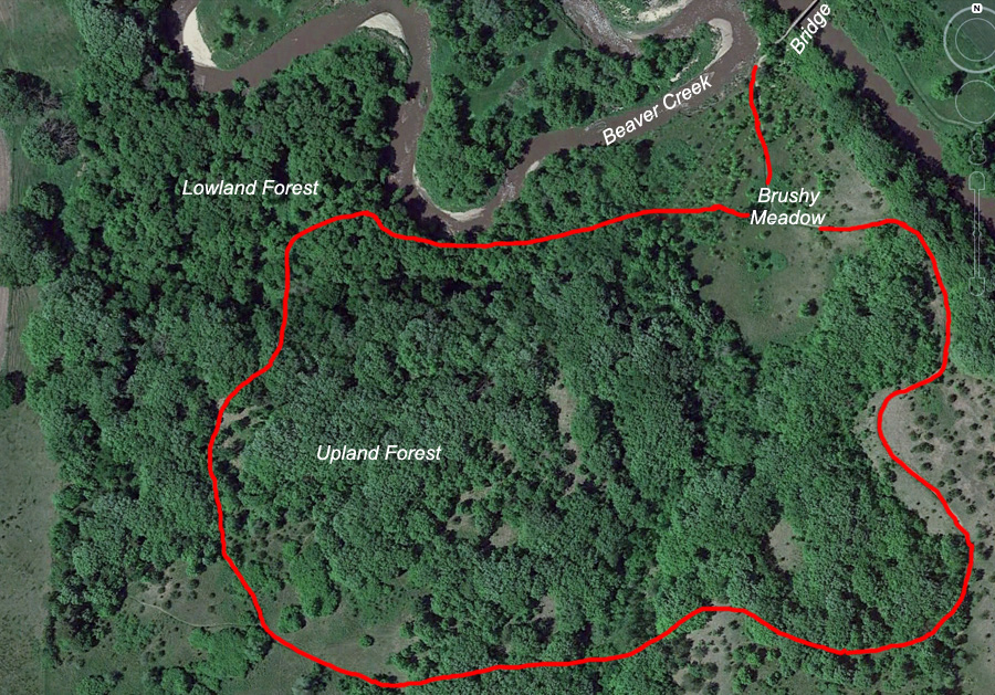 Beaver Creek Nature Area - Forested Trail