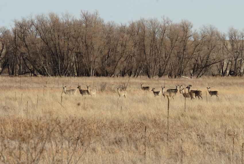 LaCreek National Wildlife Refuge - Tree Groves