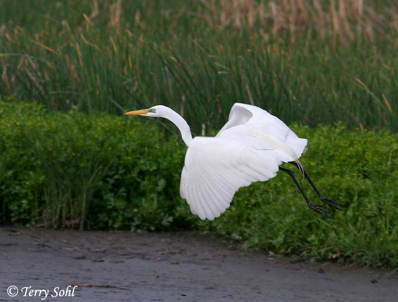 Lake Thompson - South Dakota Birding "Hotspot"