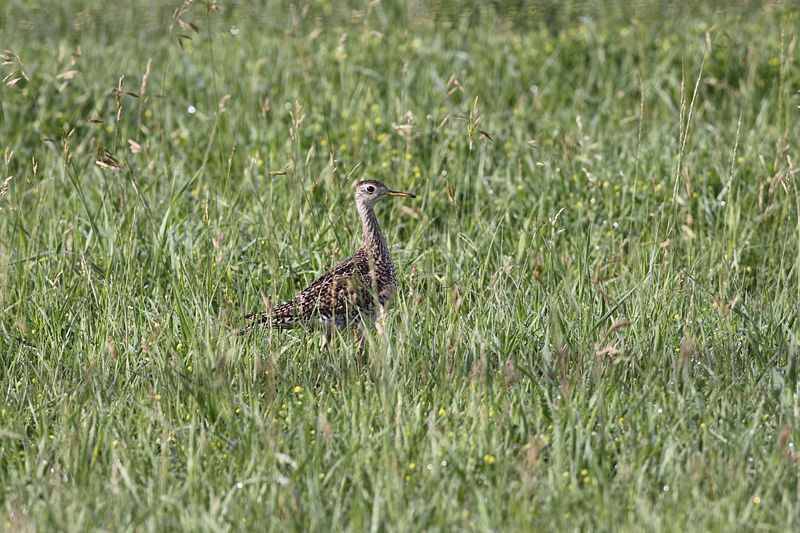 Lake Thompson - South Dakota Birding "Hotspot"